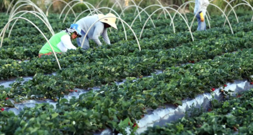 agricultura